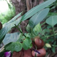 Dicliptera foetida (Forssk.) Blatt.